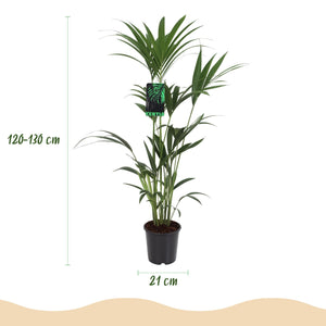 Livraison plante Palmier Kentia – Lot de 2 – Pot 21 cm – Hauteur 120 - 130 cm