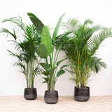 Livraison plante Palmier Kentia, Strelitzia Augusta, Palmier Areca - Lot de 3 plantes - Coffret cadeau