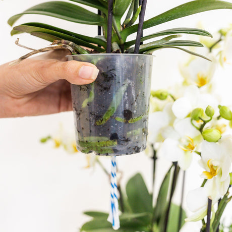 Livraison plante Panier de coton avec 3 orchidées roses et 3 Rhipsalis