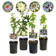 Livraison plante Passiflora Rainbow – Lot de 4 – Pot 11 cm – Hauteur 40 cm