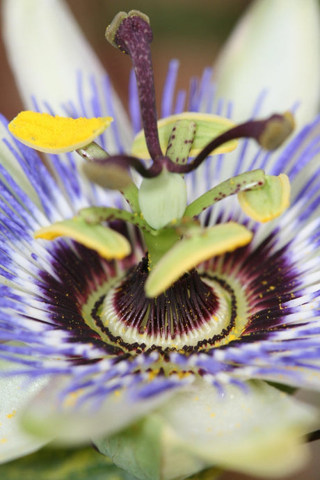 Livraison plante Passiflore bleu