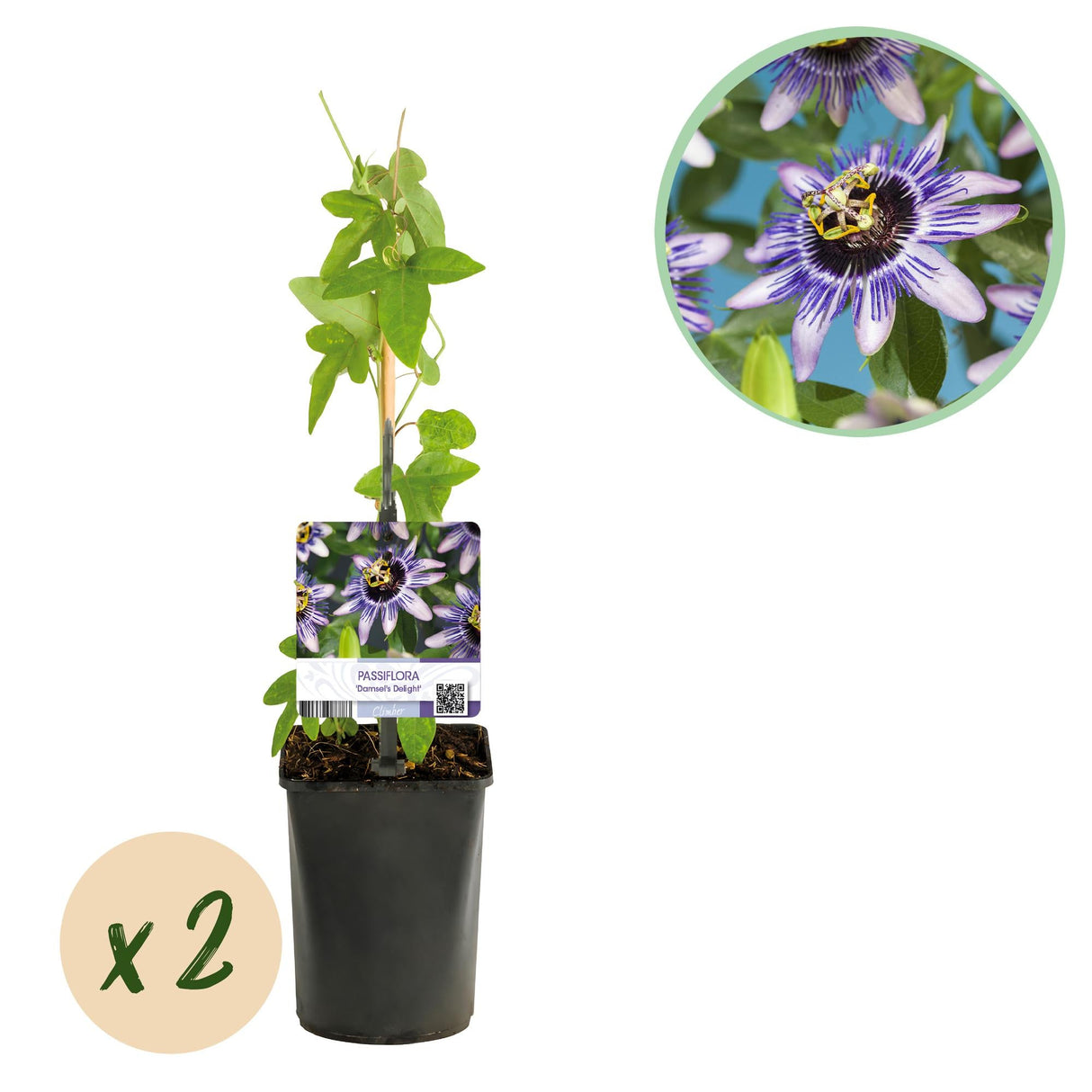 Livraison plante Passiflore Damsel's Delight – Lot de 2 – Pot 11 cm