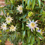 Livraison plante Passiflore Tricolore – Lot de 3 – Pot 11 cm – Hauteur 40 cm