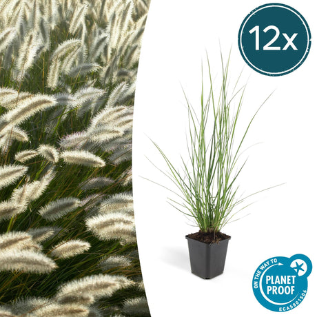 Livraison plante Pennisetum alopecuroides Hameln