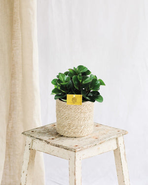 Livraison plante Peperomia Burning Bush