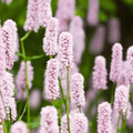 Persikar (Persicaria Amplexicaulis) 'Alba'