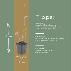 Livraison plante Persicaire blanche