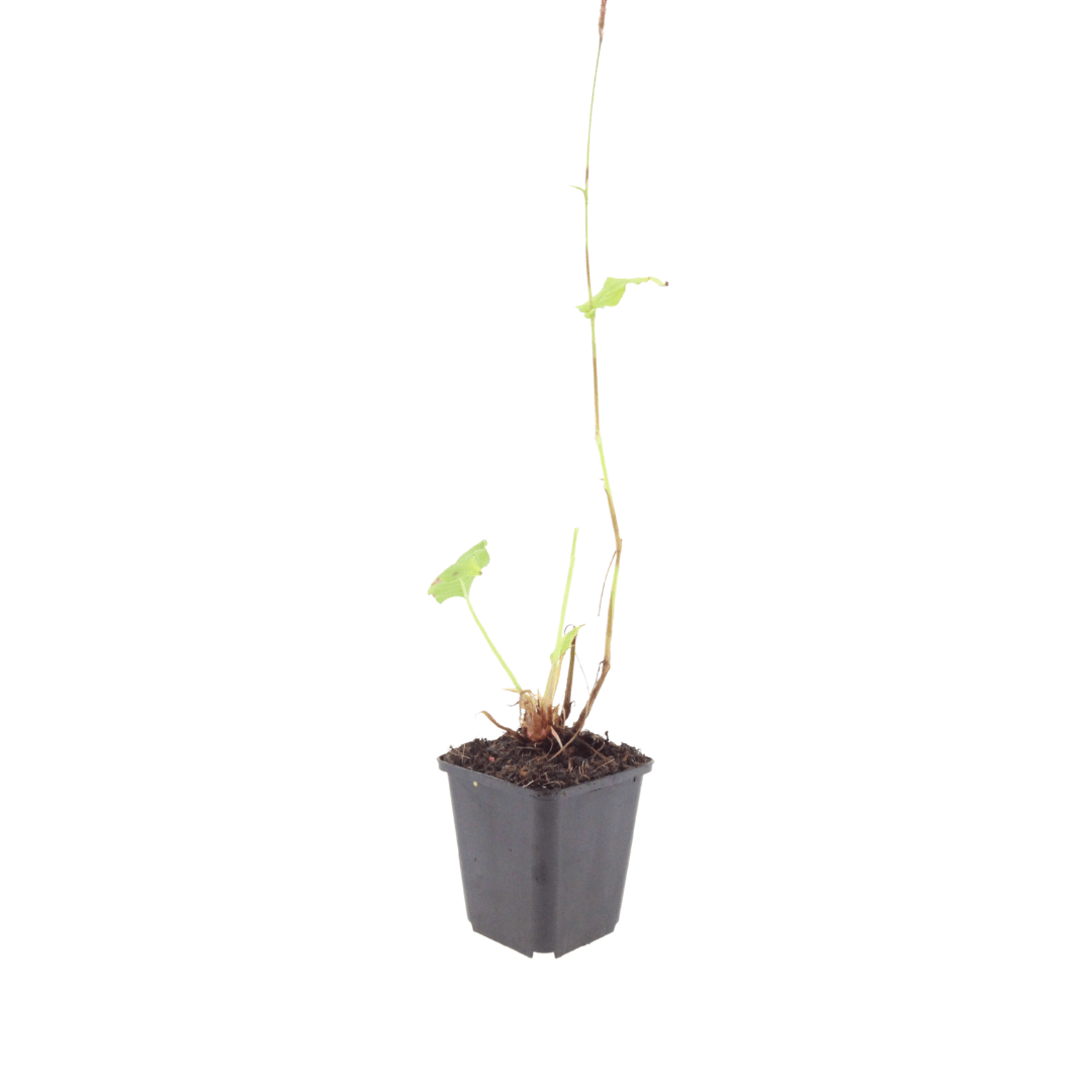 Livraison plante Persicaria bistorta