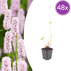 Livraison plante Persicaria bistorta