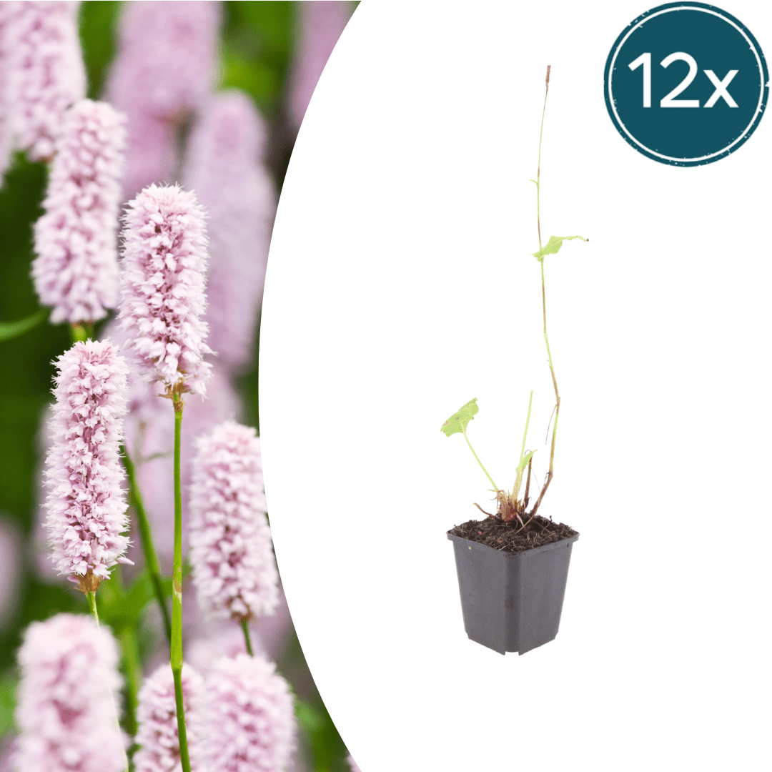 Livraison plante Persicaria bistorta