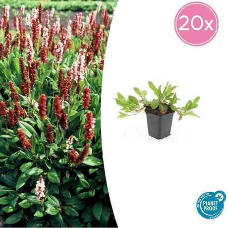 Livraison plante Persicaria Darjeeling Rouge