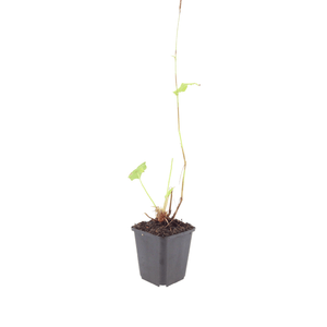 Livraison plante Persicaria superba