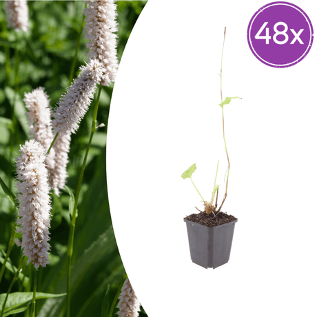 Livraison plante Persicaria superba