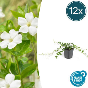 Livraison plante Petite Pervenche 'Alba'