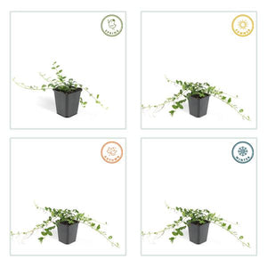 Livraison plante Petite Pervenche 'Alba'