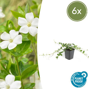 Livraison plante Petite Pervenche 'Alba'