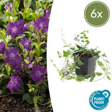 Livraison plante Petite Pervenche 'Atropurpurea'