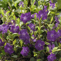 Liten Vintergröna (Vinca minor) 'Atropurpurea'