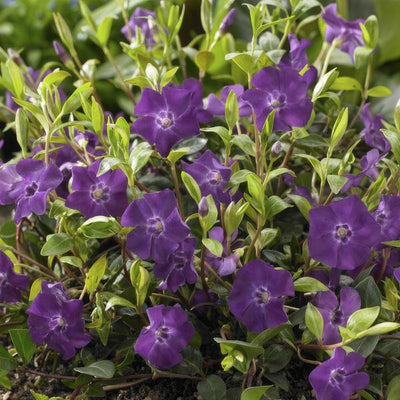 Liten Vintergröna (Vinca minor) 'Atropurpurea'