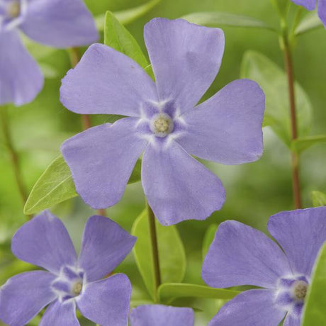 Livraison plante Petite Pervenche (Vinca minor)