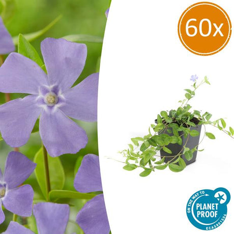 Livraison plante Petite Pervenche (Vinca minor)