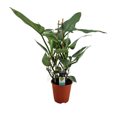 Livraison plante Philodendron Grey Pyramide