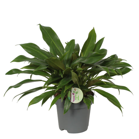 Livraison plante Philodendron 'Little Phil'