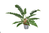 Livraison plante Philodendron Narrow