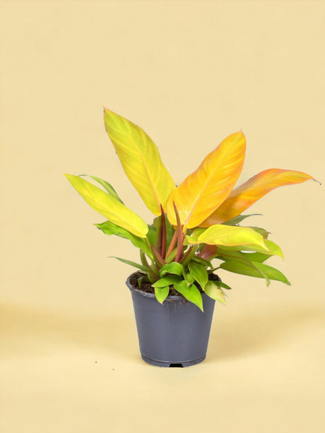 Livraison plante Philodendron Prince Of Orange