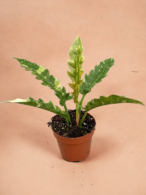 Livraison plante Philodendron Ring Of Fire