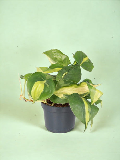 Livraison plante Philodendron Scandens Brasil - h15cm, Ø12cm - plante tombante