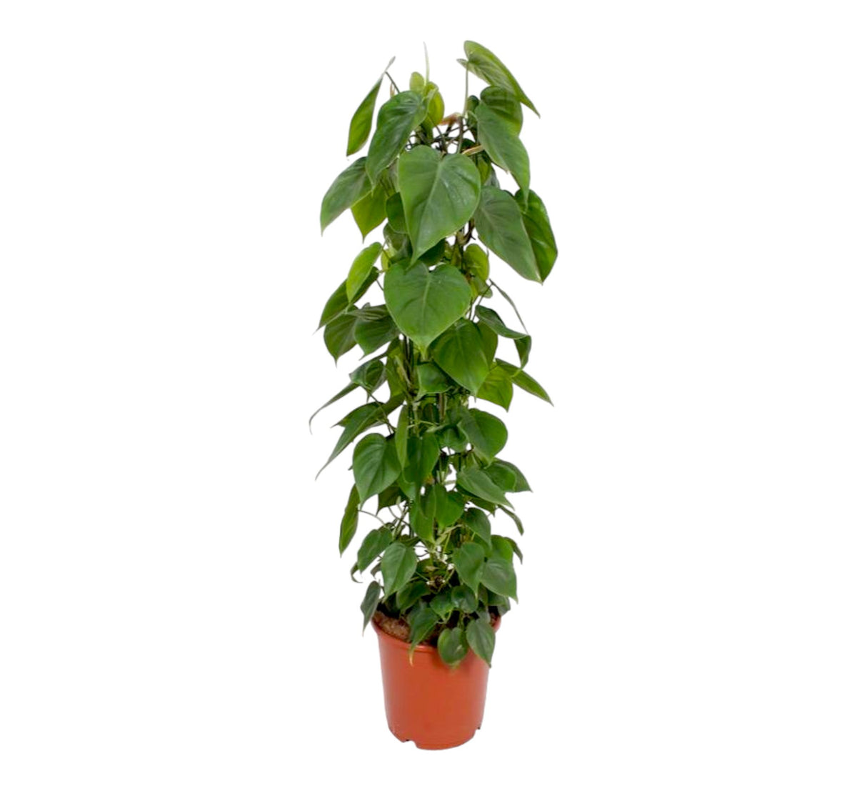 Livraison plante Philodendron Scandens h120cm