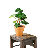 Livraison plante Philodendron Verrucosum