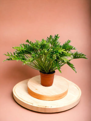 Livraison plante Philodendron Xanadu