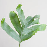 Livraison plante Phlebodium Aureum 'Blue Star' et son pot