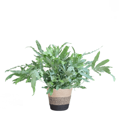 Livraison plante Phlebodium Aureum 'Blue Star' et son pot