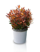 Livraison plante Photinia fras. 'Chico'® - ↨20cm - Ø13cm - arbuste extérieur