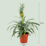 Livraison plante Plante ananas