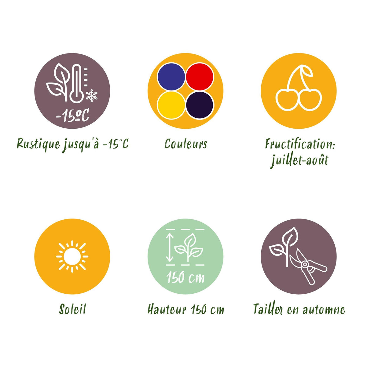 Livraison plante Plantes fruitières Rainbow – Lot de 4 – Pot 9 cm