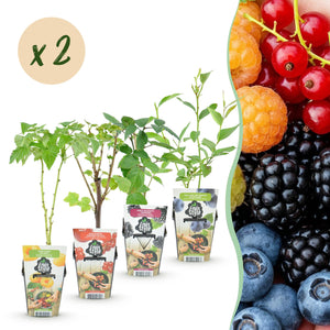 Livraison plante Plantes fruitières Rainbow x4