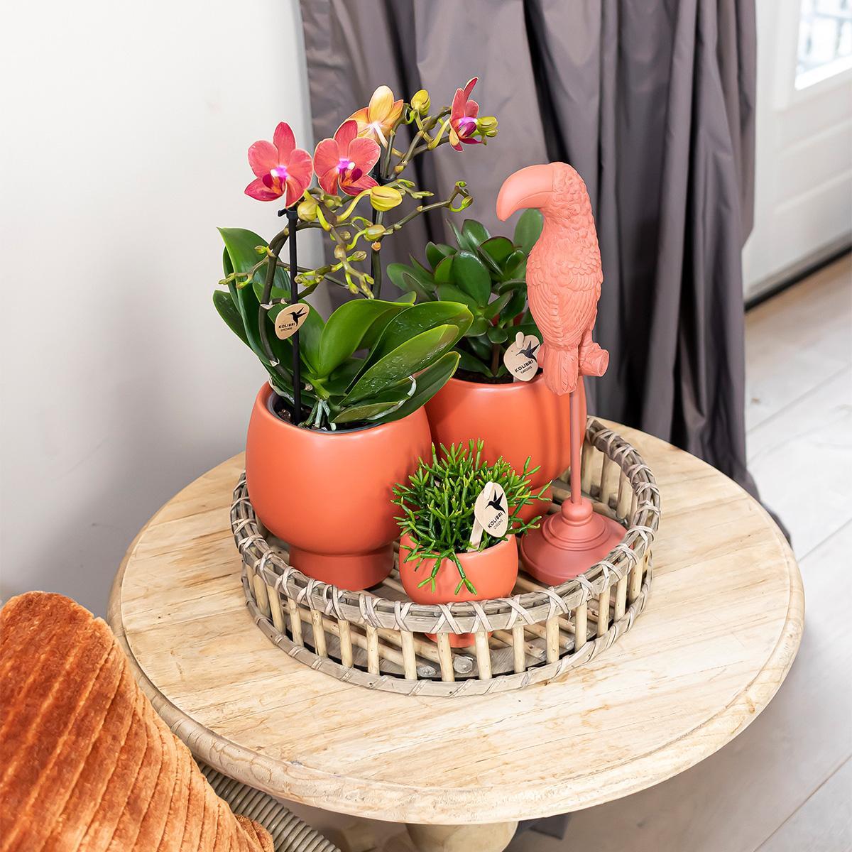 Livraison plante Plantes Scandic Terracotta sur Plat en Bois avec Orchidee et Succulentes