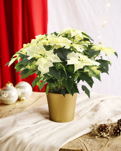 Livraison plante Poinsettia Alaska blanc de Noël