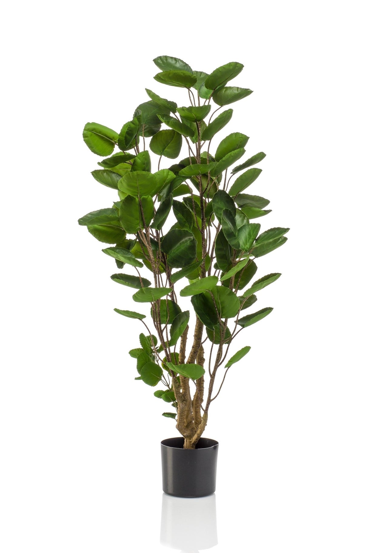 Livraison plante Polyscias Aralia plante artificielle - h105cm, Ø12cm