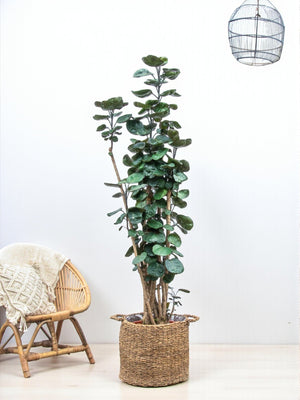 Polyscias Fabian XXL - 160 cm - ⌀30