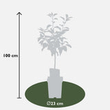 Livraison plante Pommier Malus mix Lot de 2 - ↨100cm - Ø23 - arbre fruitier