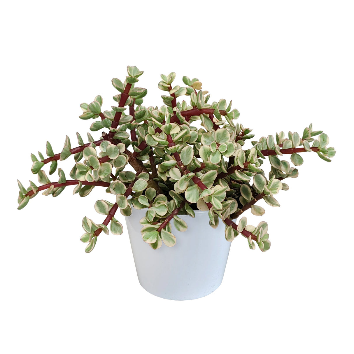 Livraison plante Portulacaria afra panachée