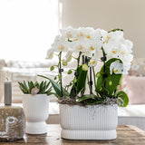 Livraison plante Pot Décoratif Diabolo Blanc