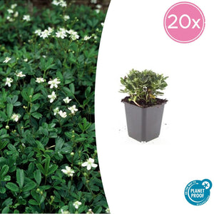 Livraison plante Potentille tridentée 'Nuuk'