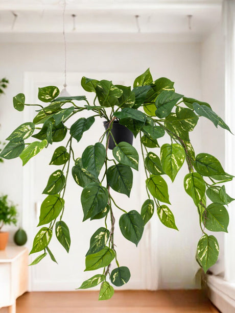 Livraison plante Pothos liane du diable - plante artificielle tombante