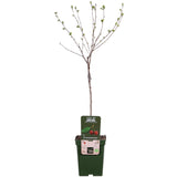 Livraison plante Prunier 'Morellenfeuer' - h100cm, Ø23cm - grande plante d'extérieur